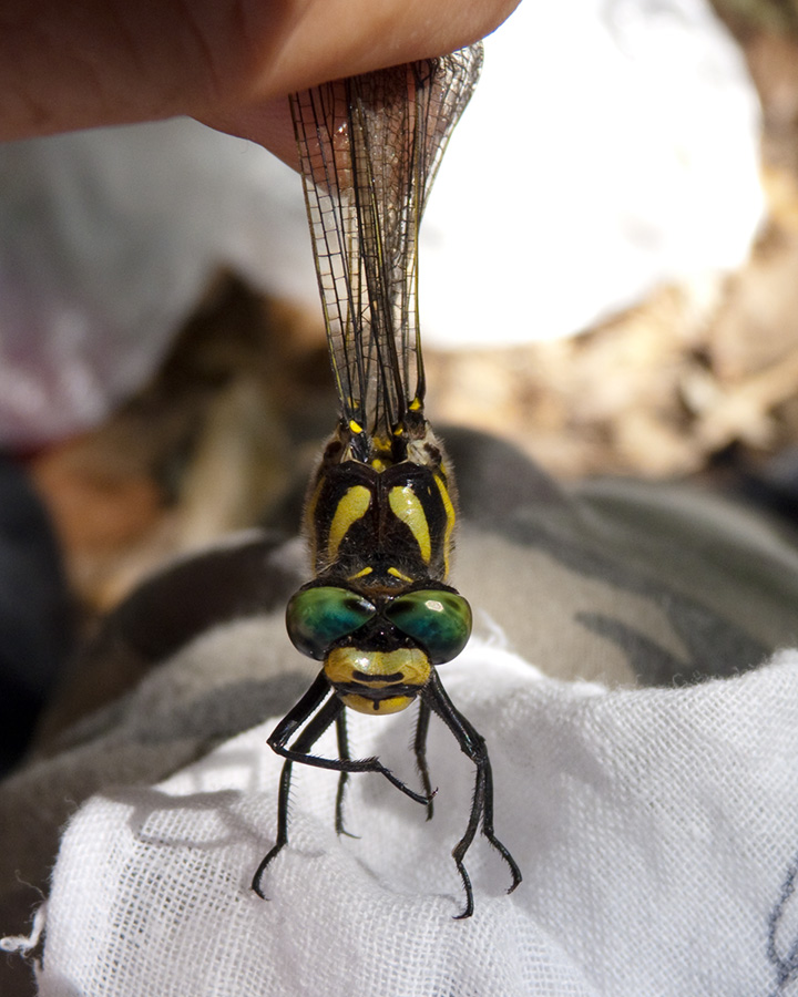 Cordulegaster boltonii